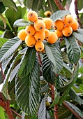 Medlar trees fruits, loquat (Eriobotrya japonica)