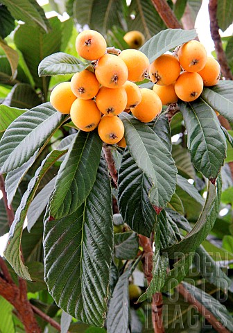 Medlar_trees_fruits_loquat_Eriobotrya_japonica