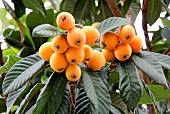 Medlar trees fruits, loquat (Eriobotrya japonica)