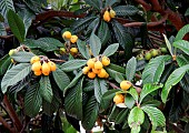 Medlar trees fruits, loquat (Eriobotrya japonica)