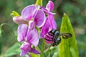 Carpenter Bee (Xylocopa violacea) on Perennial sweet pea (Lathyrus latifolius) flower, Jardin des Plantes, Paris, France