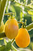 Tomato Power Heirloom, medium yellow fruit, very productive but not very tasty.