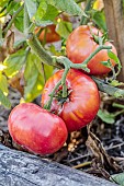 Tomato Katy Rose, productive variety but sensitive to bursting.