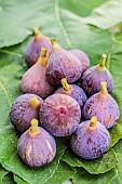Freshly harvested Petite Grise figs in August. Variety to be dried.