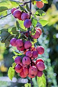 Ornamental purpleleaf crabapple with decorative fruiting (Malus x purpurea) eleyi, fruits on the tree