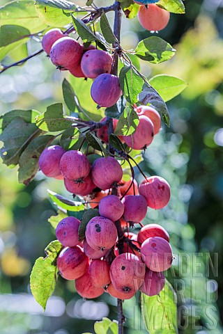 Ornamental_purpleleaf_crabapple_with_decorative_fruiting_Malus_x_purpurea_eleyi_fruits_on_the_tree
