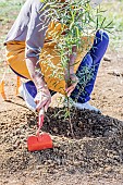 Woman shaping a watering basin at the foot of a young Eucalyptus.