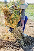 Woman covering a watering bowl with mulch to limit evaporation at the foot of a young Eucalyptus (Eucalyptus sp).