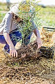 Change of mulch before winter at the foot of a young Eucalyptus tree: installation of a thermal mulch (Ferns fronds)