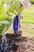 Installation of a watering basin at the foot of a recently planted Chilean Wine Palm (Jubaea chilensis) in summer.