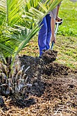Installation of a watering basin at the foot of a recently planted Chilean Wine Palm (Jubaea chilensis) in summer.