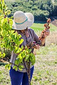 Woman cutting a branch of Apricot tree that has withered in summer.