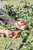 Woman removing heat-damaged apples from the tree in summer.