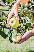 Apple Harvest White Reinette of Canada.