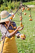 Winter Apple Harvest for Juice