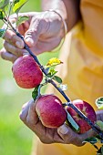 Harvest of Cardinal Rouge Apple, a variety very well adapted to global warming.