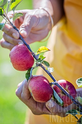 Harvest_of_Cardinal_Rouge_Apple_a_variety_very_well_adapted_to_global_warming
