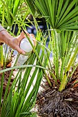 Application of a protection (Biopalm) against the palm butterfly on a doum palm (Chamaerops humilis).