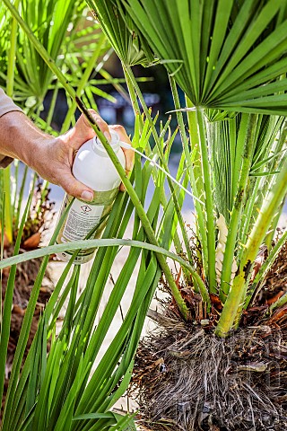Application_of_a_protection_Biopalm_against_the_palm_butterfly_on_a_doum_palm_Chamaerops_humilis