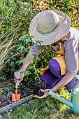 Woman planting a spider plant (Cleome sp) in a bed.