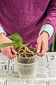 Woman repotting a Phalaenopsis. Repotting a Phalaenopsis. Technique in 7 steps. 1: choose the new pot, wider if necessary.