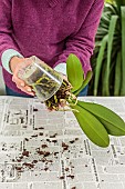 Woman repotting a Phalaenopsis. Repotting a Phalaenopsis. Technique in 7 steps.