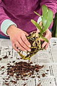 Woman repotting a Phalaenopsis. Repotting a Phalaenopsis. Technique in 7 steps. 3: Remove substrate and clean.
