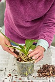 Woman repotting a Phalaenopsis. Repotting a Phalaenopsis. Technique in 7 steps. 4: Replenish with fresh substrate.