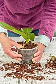 Woman repotting a Phalaenopsis. Repotting a Phalaenopsis. Technique in 7 steps. 5: Packing.