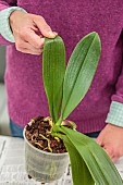 Woman repotting a Phalaenopsis. Repotting a Phalaenopsis. Technique in 7 steps. 6: check the wedging by lifting the plant by a leaf (tip!).