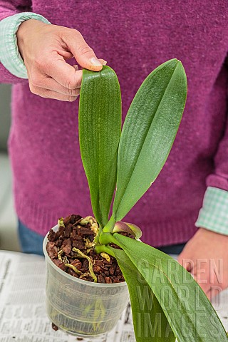 Woman_repotting_a_Phalaenopsis_Repotting_a_Phalaenopsis_Technique_in_7_steps_6_check_the_wedging_by_
