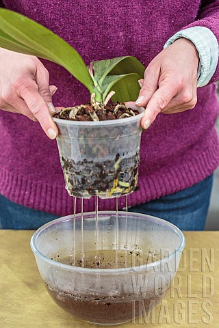 Woman_repotting_a_Phalaenopsis_Repotting_a_Phalaenopsis_Technique_in_7_steps_7_Water_by_soaking