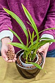 Wedging of a pot in a large cachepot with clay beads. Moisture retaining trick (semi-hydroponics).