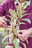 Aerial marcotting of a variegated rubberplant; Laying of an aerial marcotte on a Ficus elastica Variegata.