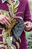 Aerial marcotting of a variegated rubberplant; Laying of an aerial marcotte on a Ficus elastica Variegata.