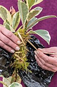 Aerial marcotting of a variegated rubberplant; Laying of an aerial marcotte on a Ficus elastica Variegata.