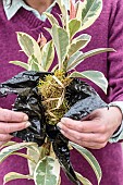 Aerial marcotting of a variegated rubberplant; Laying of an aerial marcotte on a Ficus elastica Variegata.