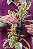 Aerial marcotting of a variegated rubberplant; Laying of an aerial marcotte on a Ficus elastica Variegata.