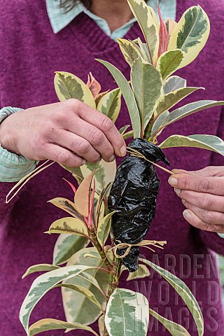 Aerial_marcotting_of_a_variegated_rubberplant_Laying_of_an_aerial_marcotte_on_a_Ficus_elastica_Varie