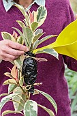 Aerial marcotting of a variegated rubberplant; Laying of an aerial marcotte on a Ficus elastica Variegata.