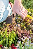 Pruning of winter heather (Erica x darleyensis) at the end of flowering, in March-April.