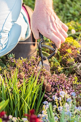 Pruning_of_winter_heather_Erica_x_darleyensis_at_the_end_of_flowering_in_MarchApril