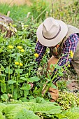 Man tending a False leopardbane ((Doronicum sp) bed in springtime