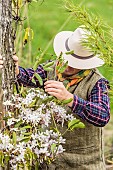 Armands Clematis (Clematis armandii) trellising