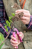 Pruning technique of a Hydrangea paniculate (Hydrangea paniculata), in spring