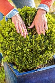 Hand spreading a clump of Boxwood in search of box moth caterpillars, in pot.
