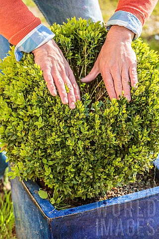 Hand_spreading_a_clump_of_Boxwood_in_search_of_box_moth_caterpillars_in_pot
