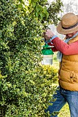 Man suspending a pheromone trap in a Boxwood tree against the Boxwood Moth