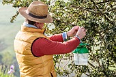 Man hanging a pheromone trap in a box tree to protect against the box moth