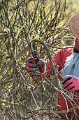 Pruning of a Spanish Broom (Spartium junceum) storm-damaged shrub